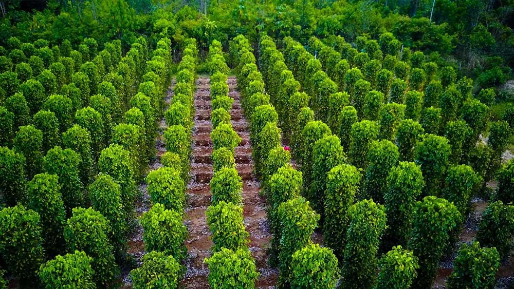 Phu Quoc Tourist Attractions